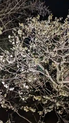 東寺（教王護国寺）(京都府)