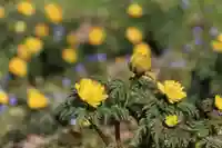 正観音堂の自然