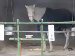 大和国鹿島香取本宮の動物