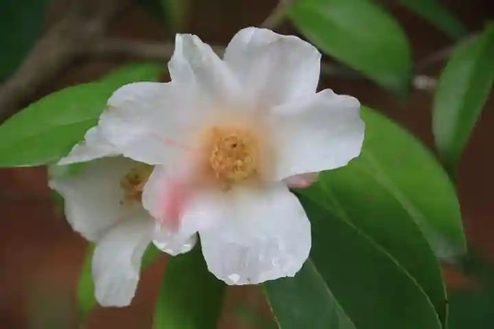 開成山大神宮の庭園
