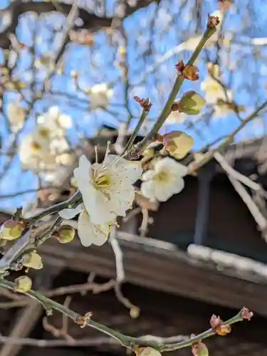 猿田彦神社(東京都)