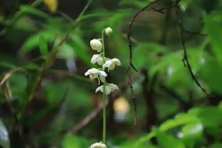 鹿島大神宮の自然