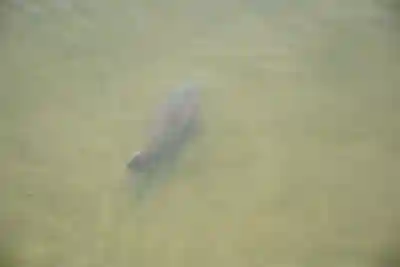 平安神宮の動物