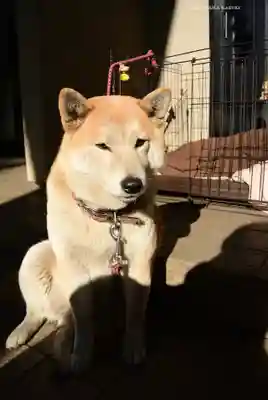笠䅣稲荷神社(神奈川県)