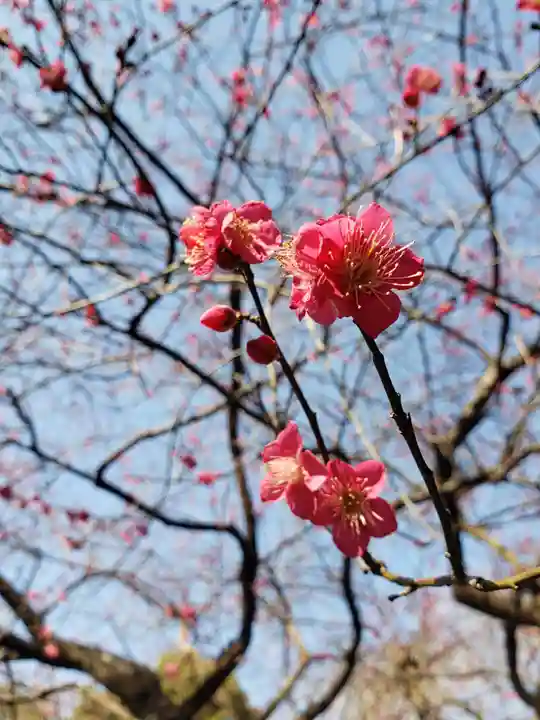 東郷神社(東京都)