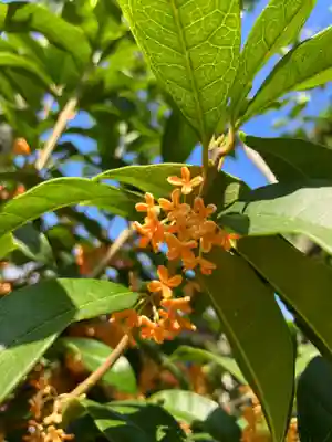 總社 和田八幡宮の自然
