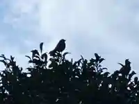 總社 和田八幡宮の動物