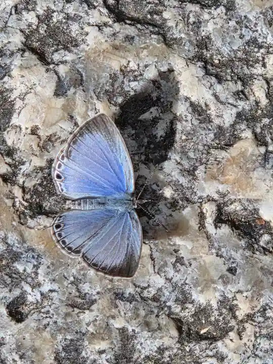 柿本神社(兵庫県)