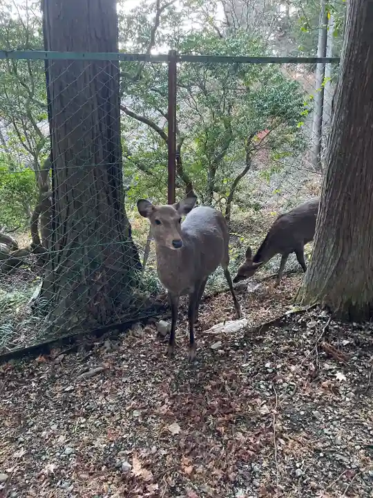 三峯神社(埼玉県)