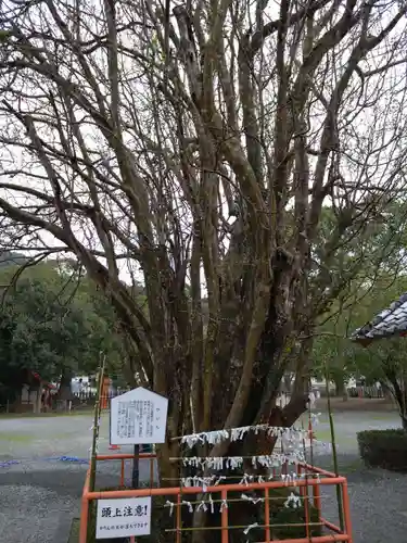 八代神社(熊本県)
