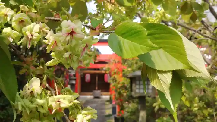 大報恩寺(千本釈迦堂)の自然