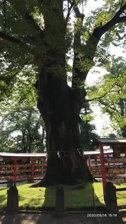 上野総社神社の自然