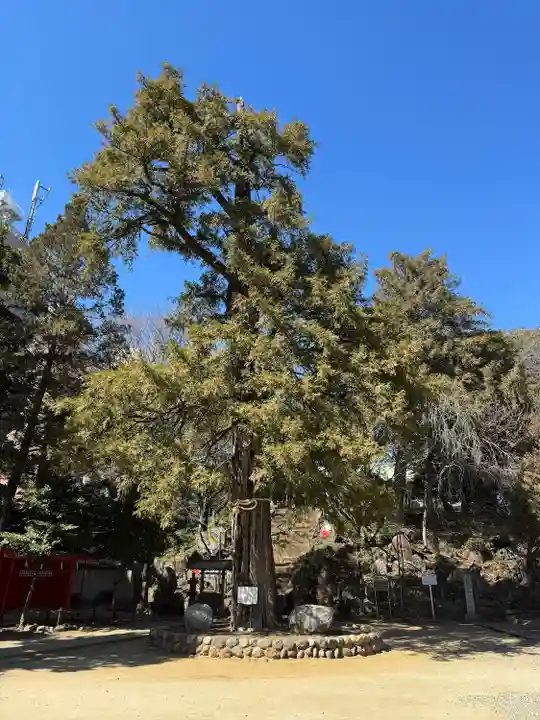 駒込富士神社(東京都)