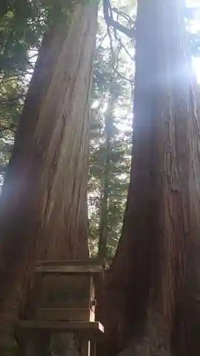 三峯神社(埼玉県)