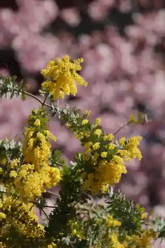 蔵前神社(東京都)