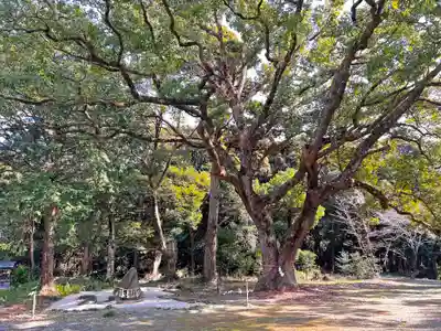 曽許乃御立神社の自然