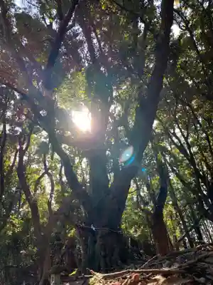 神社（名称不明）の自然