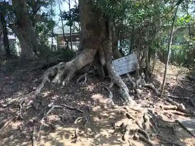 愛宕神社の自然