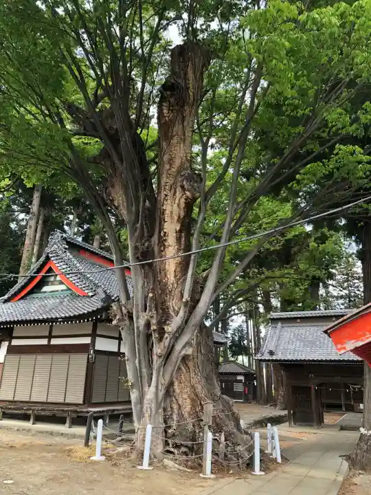 天神中條天満宮の{uncategorized: "未分類", other: "その他", undefined: "問題あり", building: "その他建物", grave: "お墓", sacred_gate: "鳥居", guardian: "狛犬", statue: "像", buddha: "仏像", history: "歴史", nature: "自然", garden: "庭園", animal: "動物", pagoda: "塔", temizu: "手水舎", mountain_gate: "山門・神門", sanctuary: "本殿・本堂", subordinate: "末社・摂社", art: "芸術", scenery: "景色", jizo: "地蔵", ema: "絵馬", goshuin: "御朱印", omikuji: "おみくじ", items: "授与品その他", amulet: "お守り", goshuincho: "御朱印帳", eats: "食事", festival: "お祭り", votive_dance: "神楽", shichigosan: "七五三参", wedding: "結婚式", experience: "体験その他", initially: "初詣", around: "周辺", anti_infection: "感染症対策"}