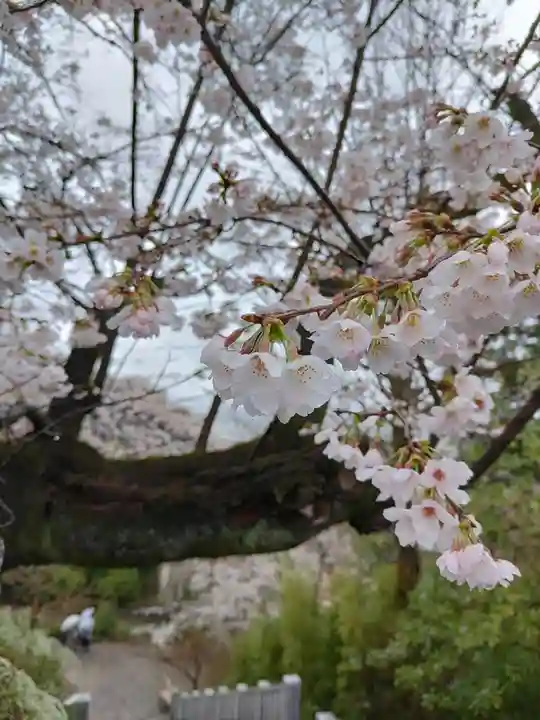 達磨寺(群馬県)