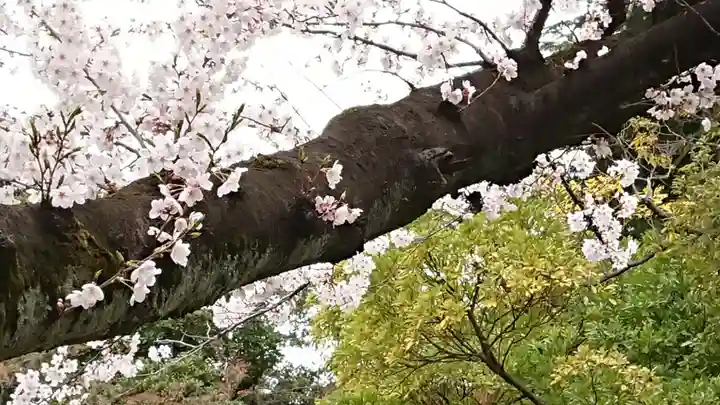 峯ヶ岡八幡神社の自然