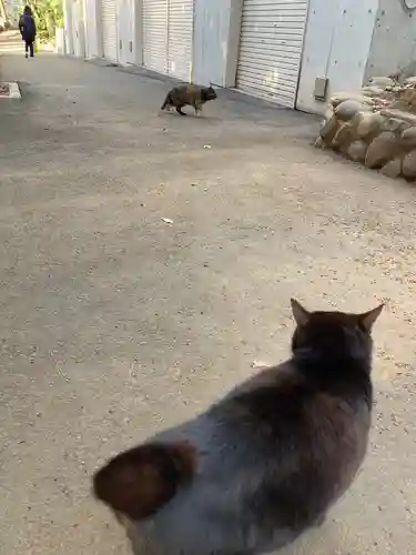 代々木八幡宮の動物