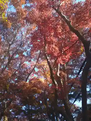 明月院(神奈川県)