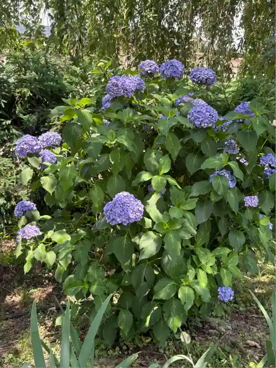 願成寺(福島県)
