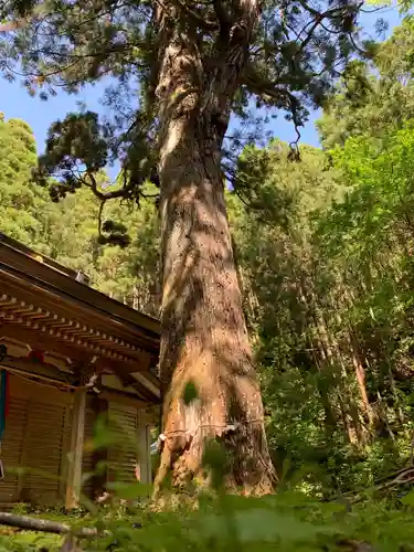 八乙女根尾神社の自然