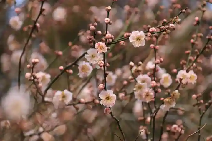 阿久津「田村神社」(郡山市阿久津町)旧社名:伊豆箱根三嶋三社の自然