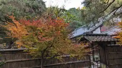 地蔵院(京都府)