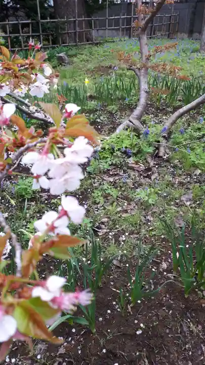 新琴似神社の自然