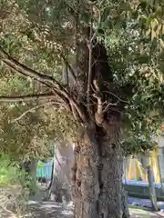 前原御嶽神社の自然