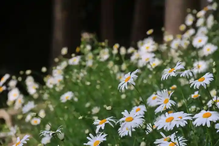 阿久津「田村神社」(郡山市阿久津町)旧社名:伊豆箱根三嶋三社の庭園