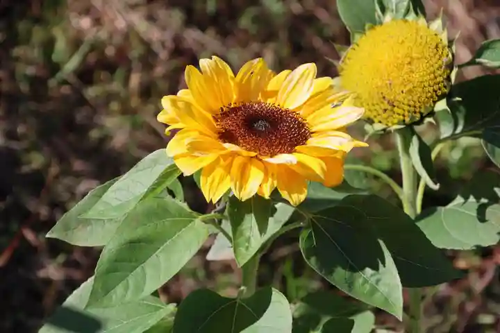 高司神社〜むすびの神の鎮まる社〜の庭園