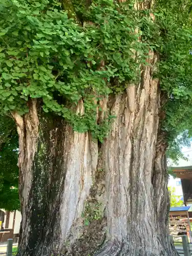 飛騨国分寺(岐阜県)