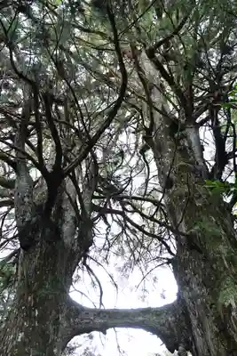 地主神社（桑の川の鳥居杉）(高知県)