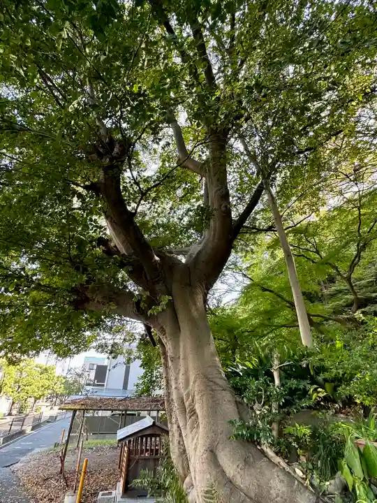 意賀美神社の自然