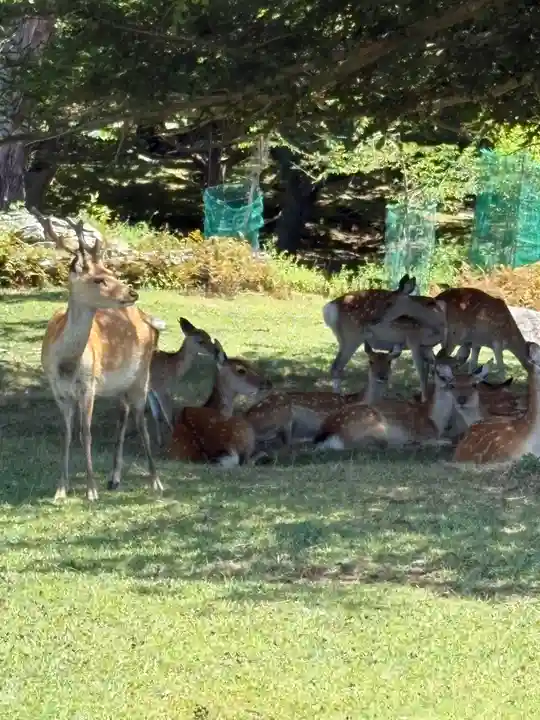 金華山黄金山神社(宮城県)