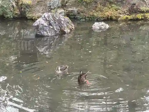 金地院(京都府)
