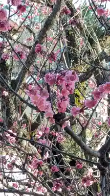 大覚寺(京都府)