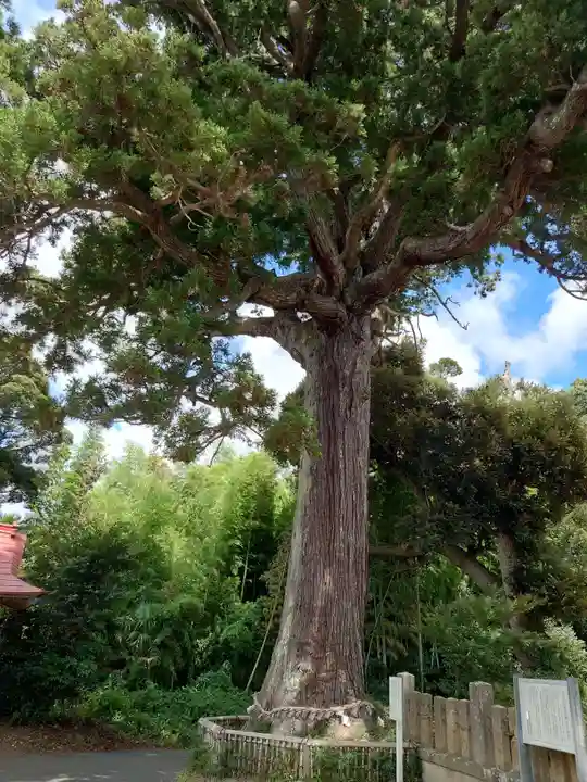 松澤 熊野神社(千葉県)