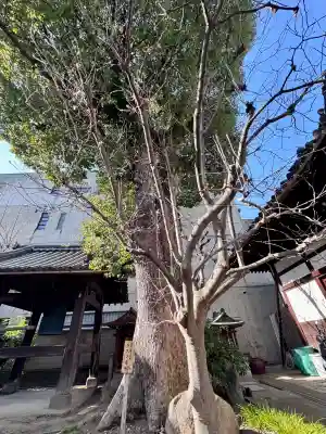 本教寺の{uncategorized: "未分類", other: "その他", undefined: "問題あり", building: "その他建物", grave: "お墓", sacred_gate: "鳥居", guardian: "狛犬", statue: "像", buddha: "仏像", history: "歴史", nature: "自然", garden: "庭園", animal: "動物", pagoda: "塔", temizu: "手水舎", mountain_gate: "山門・神門", sanctuary: "本殿・本堂", subordinate: "末社・摂社", art: "芸術", scenery: "景色", jizo: "地蔵", ema: "絵馬", goshuin: "御朱印", omikuji: "おみくじ", items: "授与品その他", amulet: "お守り", goshuincho: "御朱印帳", eats: "食事", festival: "お祭り", votive_dance: "神楽", shichigosan: "七五三参", wedding: "結婚式", experience: "体験その他", initially: "初詣", around: "周辺", anti_infection: "感染症対策"}