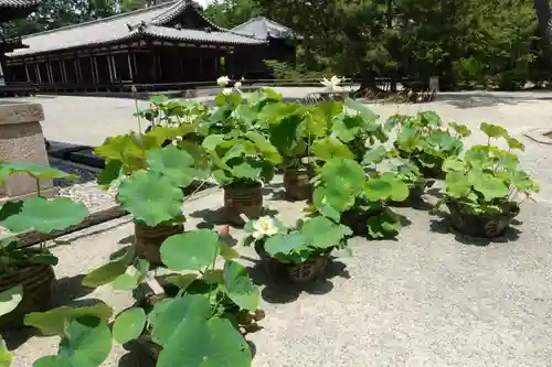 唐招提寺(奈良県)