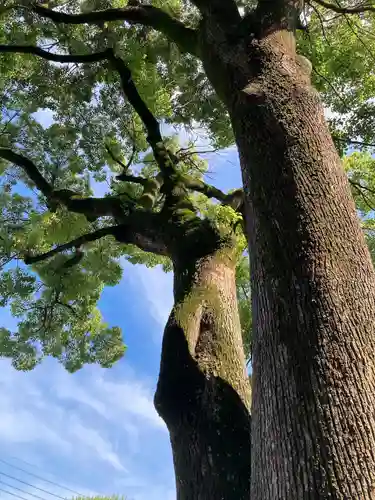 玉村八幡宮(群馬県)