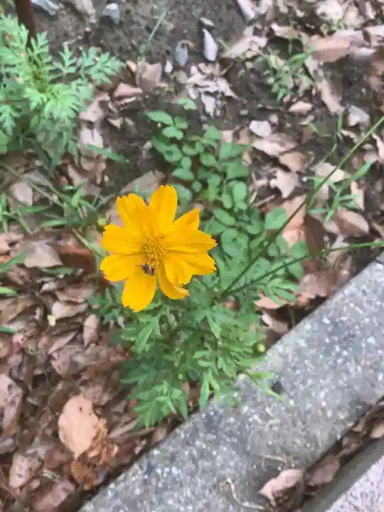 清洲山王宮 日吉神社の自然