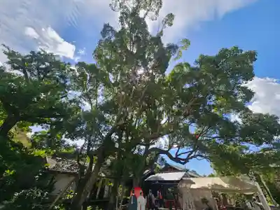 天津神明宮(千葉県)