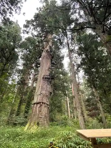 羽黒山五重塔(出羽三山神社)(山形県)