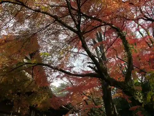 高幡不動尊　金剛寺の自然