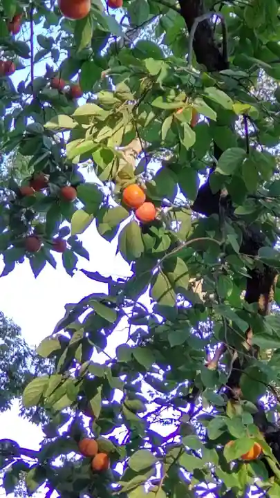 千束八幡神社の自然